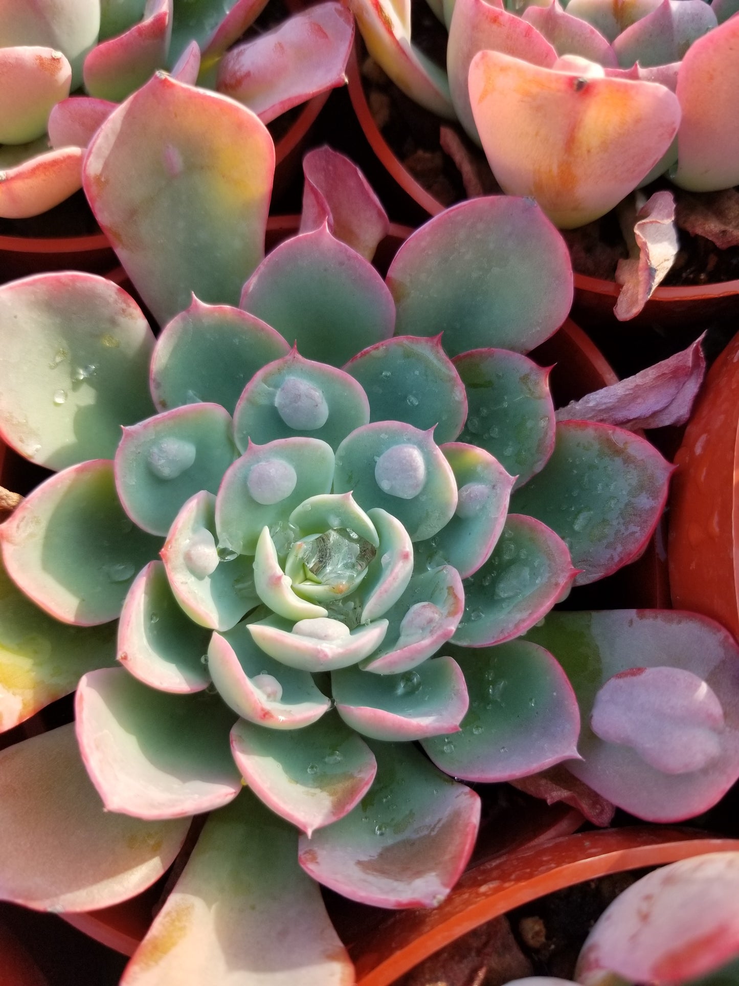 4" Echeveria Raindrops