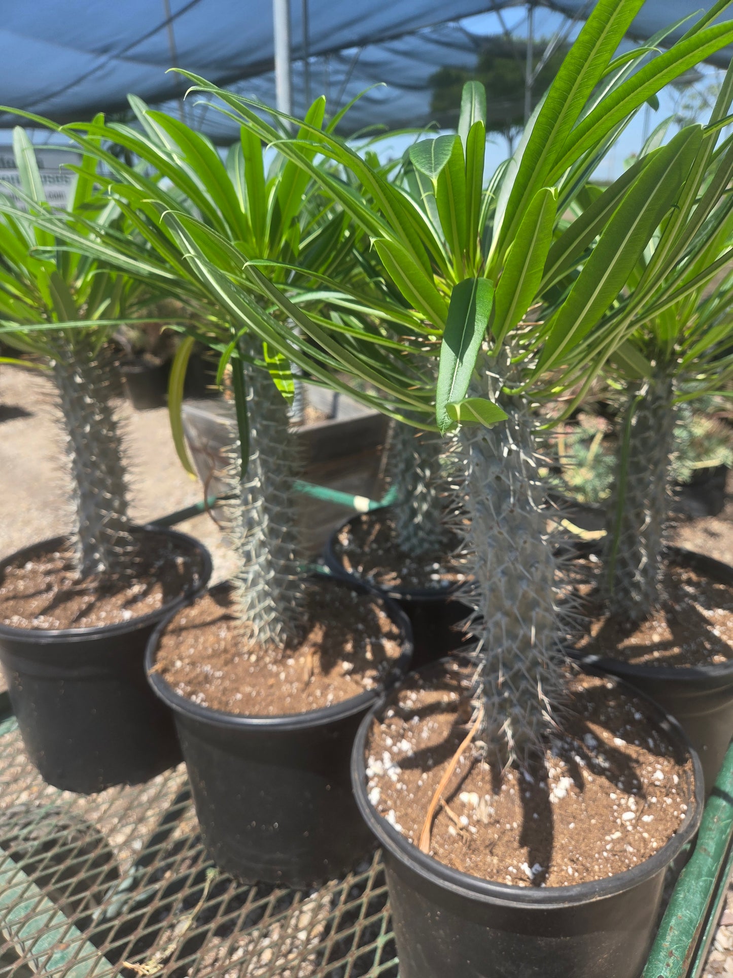 Madagascar Palm "Pachypodium Lamerei" (5 Gal. Pot)