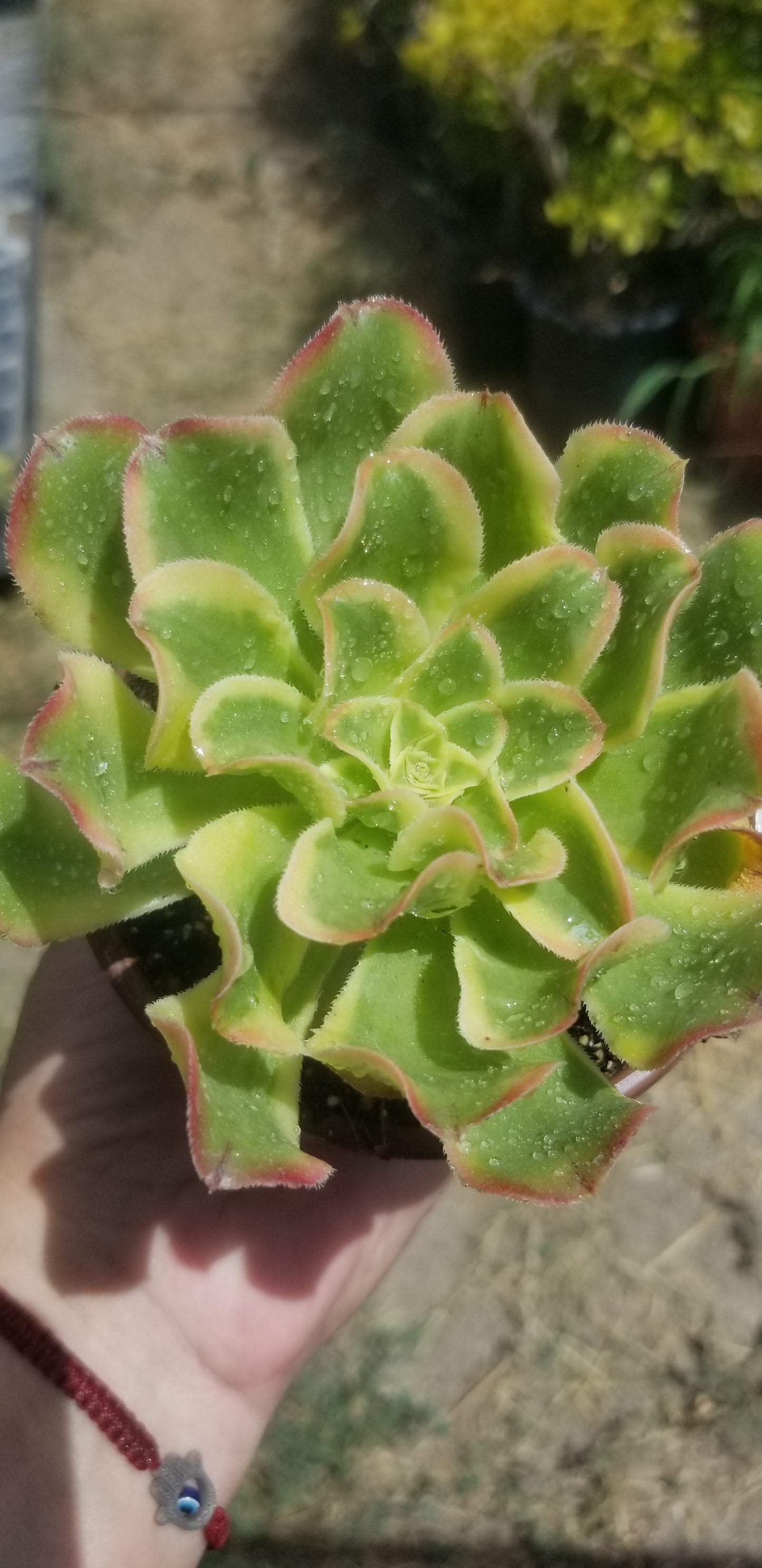 Aeonium Luteovariegatum (4"Pot)