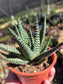 Gasteria Okabanga (4" Pot) Succulent Plant