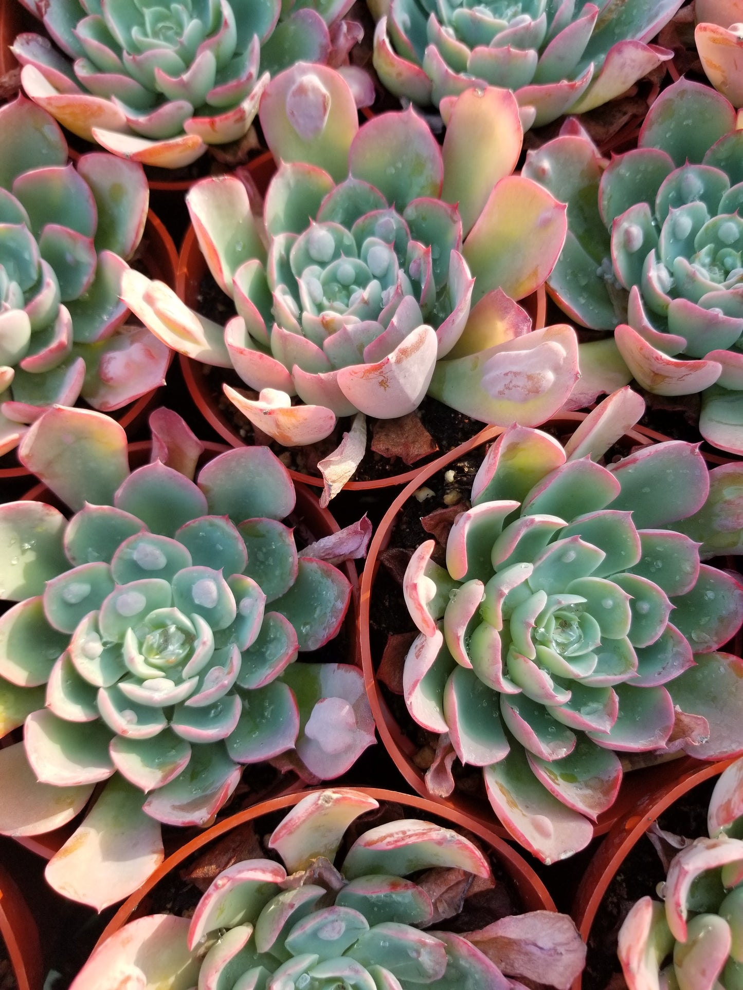 4" Echeveria Raindrops