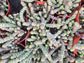 Crassula Marnieriana "Baby Neckles" (4" pot) Succulent plant