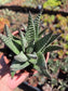 Gasteria Okabanga (4" Pot) Succulent Plant