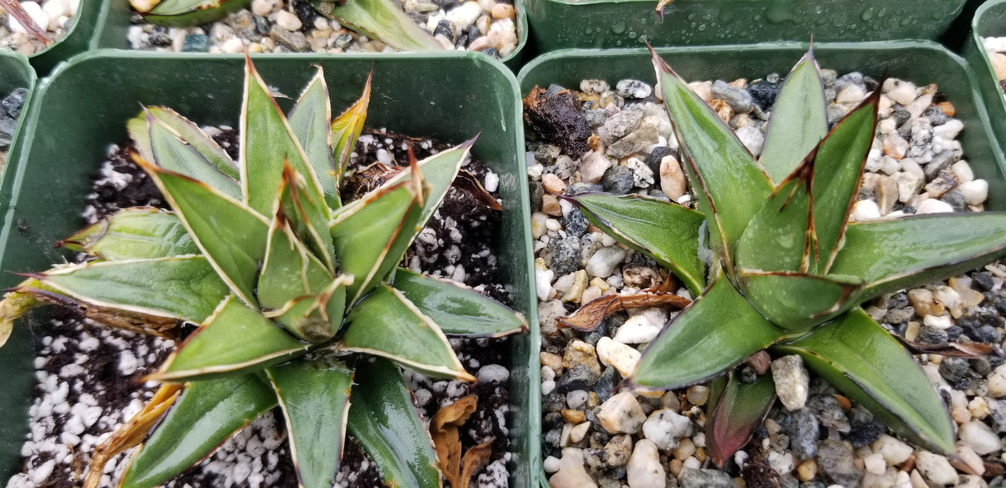 Baby Agave Victoria Reginae (4" pot)
