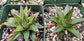 Baby Agave Victoria Reginae (4" pot)
