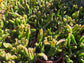 4" Rhipsialis Cereoides, Succulent Plant