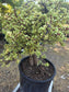 Portulacaria Afra Variegated Tree "Variegated Elephant Bush Tree" Bonsai Tree