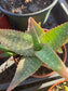 Aloe Saponaria or Aloe Maculata (4" pot)