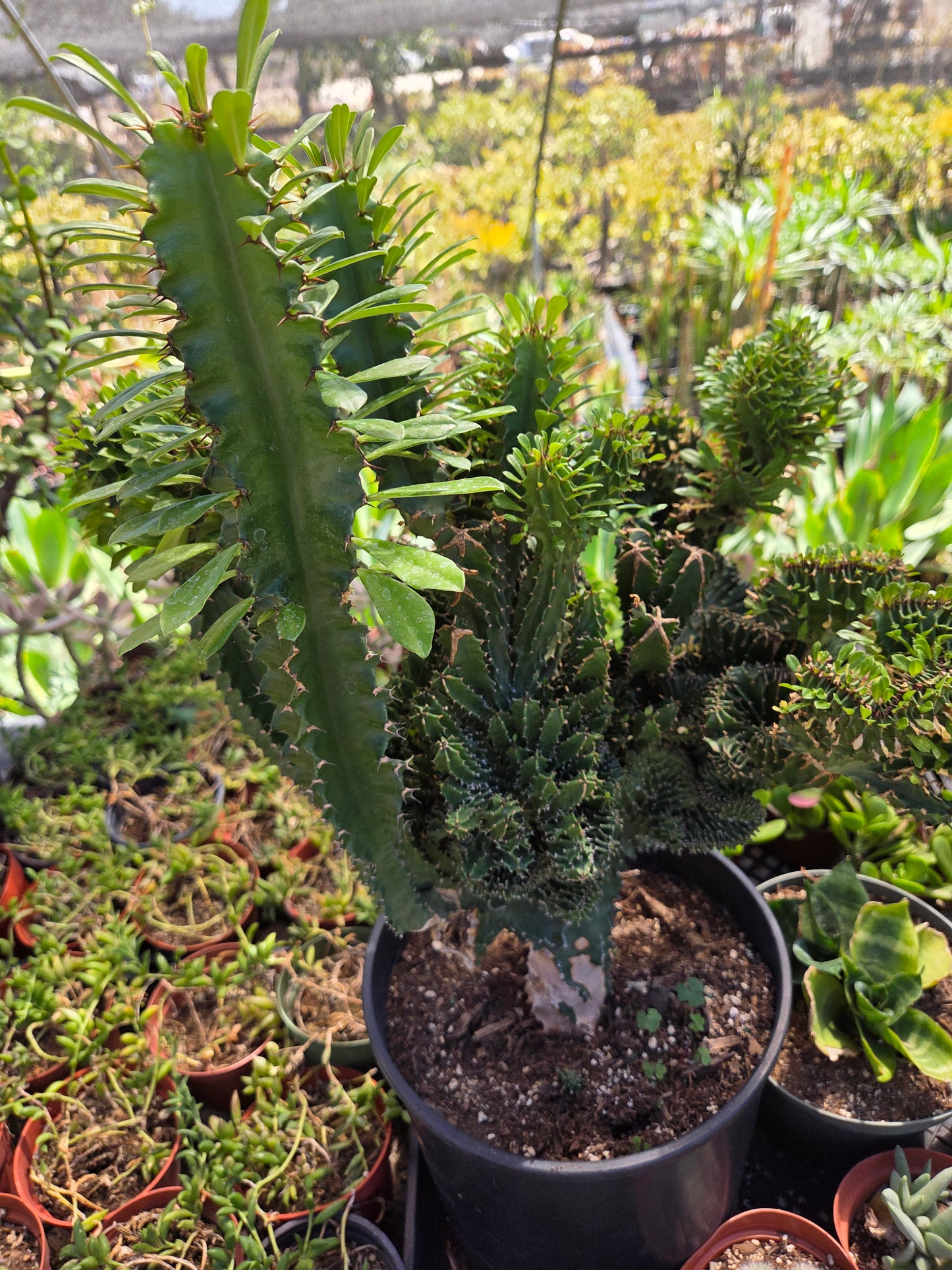 Euphorbia Royleana Crested (3 Gal. Pot)