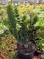 Euphorbia Royleana Crested (3 Gal. Pot)