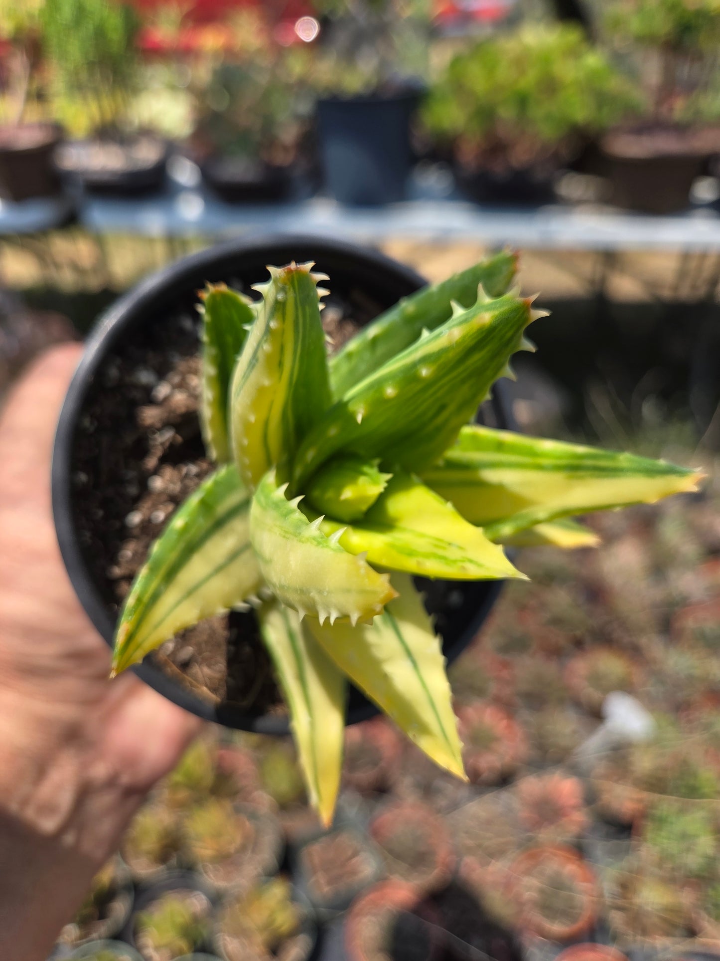 Aloe Nobilis Variegated (4" pot) succulent plant