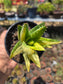 Aloe Nobilis Variegated (4" pot) succulent plant