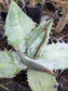 Agave Titanota "White Ice"