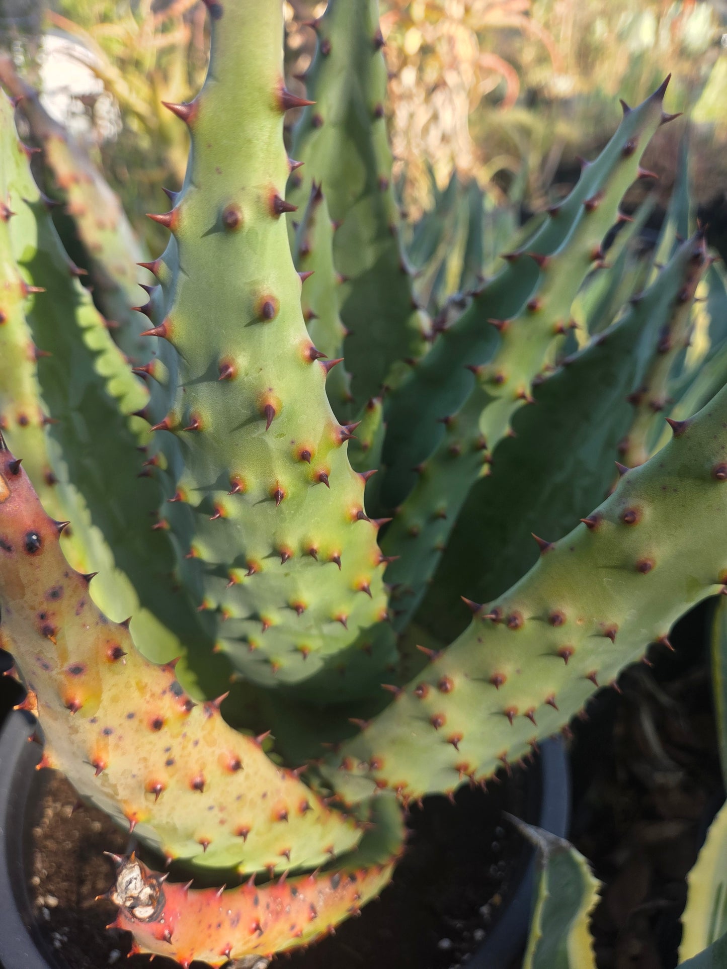 Aloe Marlothii (5 gal. Pot)