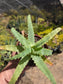 Aloe Arborenscens (4" pot)