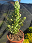 Opuntia Monacantha Variegated (4" pot)