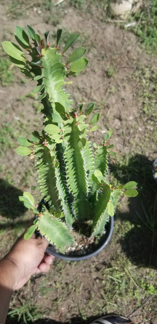 Euphorbia Trigona "African Milk Tree" (1 Gal. Pot)