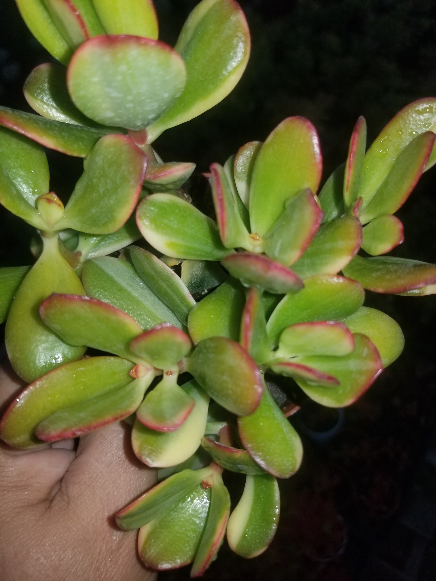 4" Crassula Ovata lemon and Lime