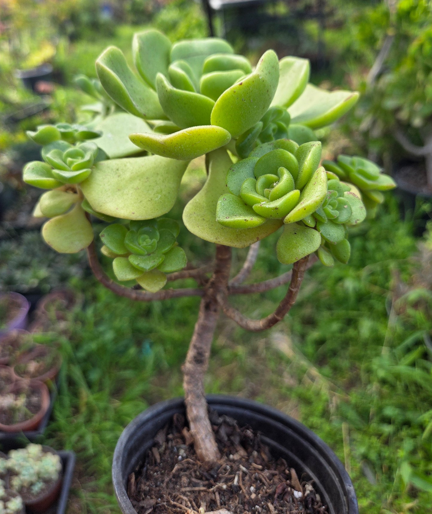 Aeonium Lily Pad Bouquet  (4" Pot)