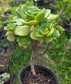 Aeonium Lily Pad Bouquet  (4" Pot)