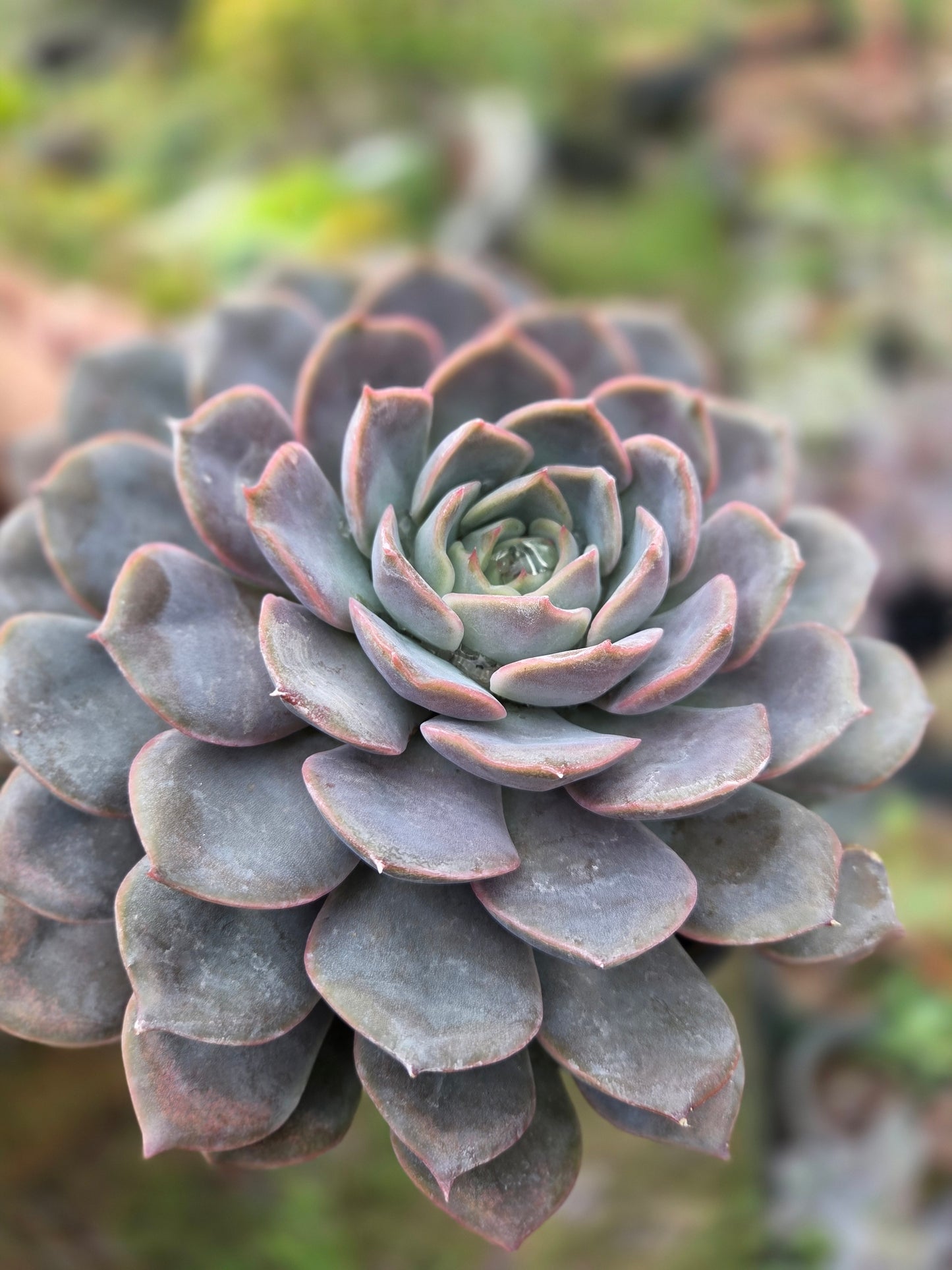 Echeveria Orion (1 gal. Pot) Succulent plant