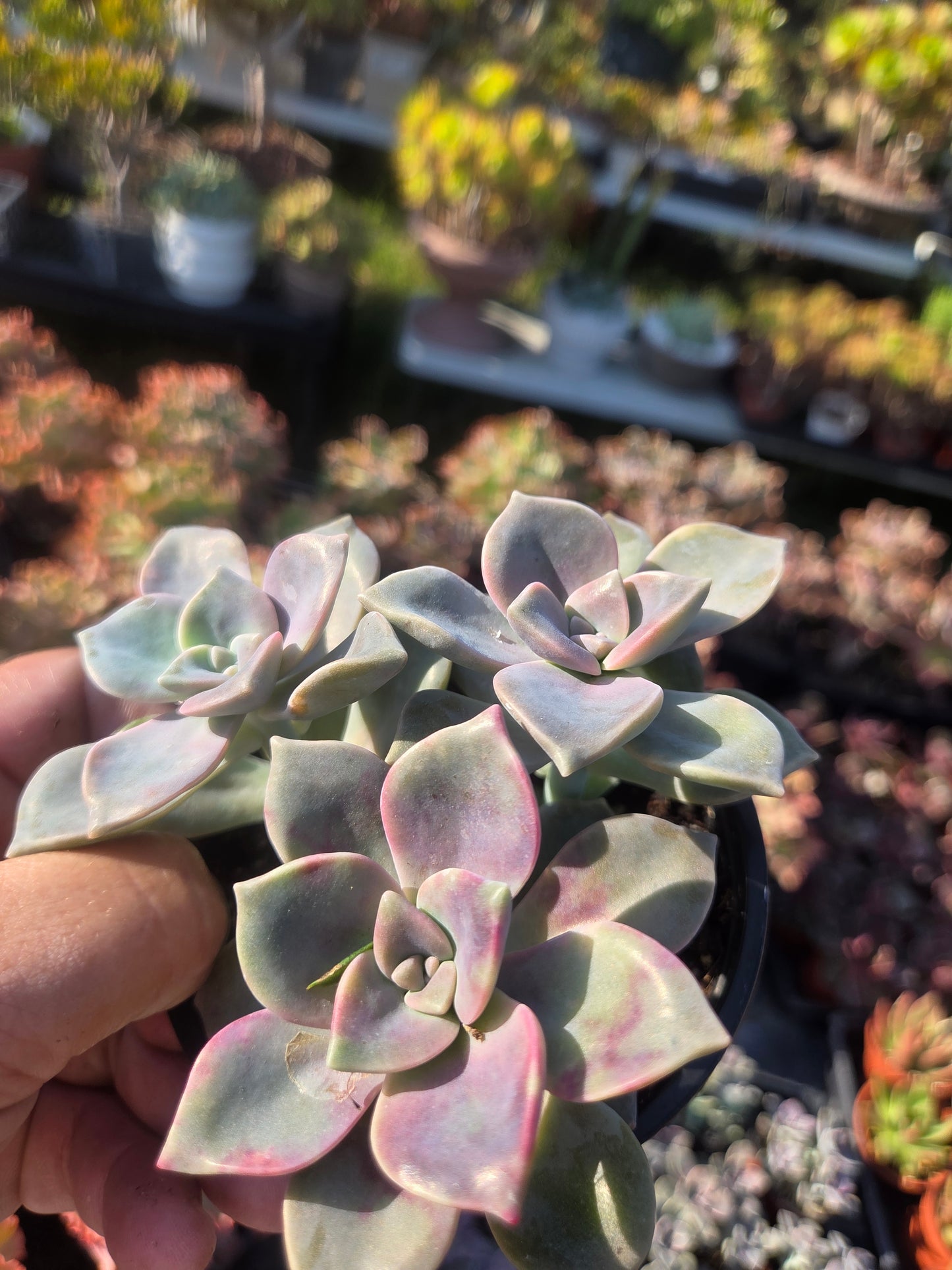 Graptopetalum Purple Delight