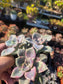 Graptopetalum Purple Delight