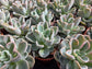 Pachyveria Orpet