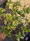 Crassula Ovata Lemon and Lime Tree, Bonsai Tree