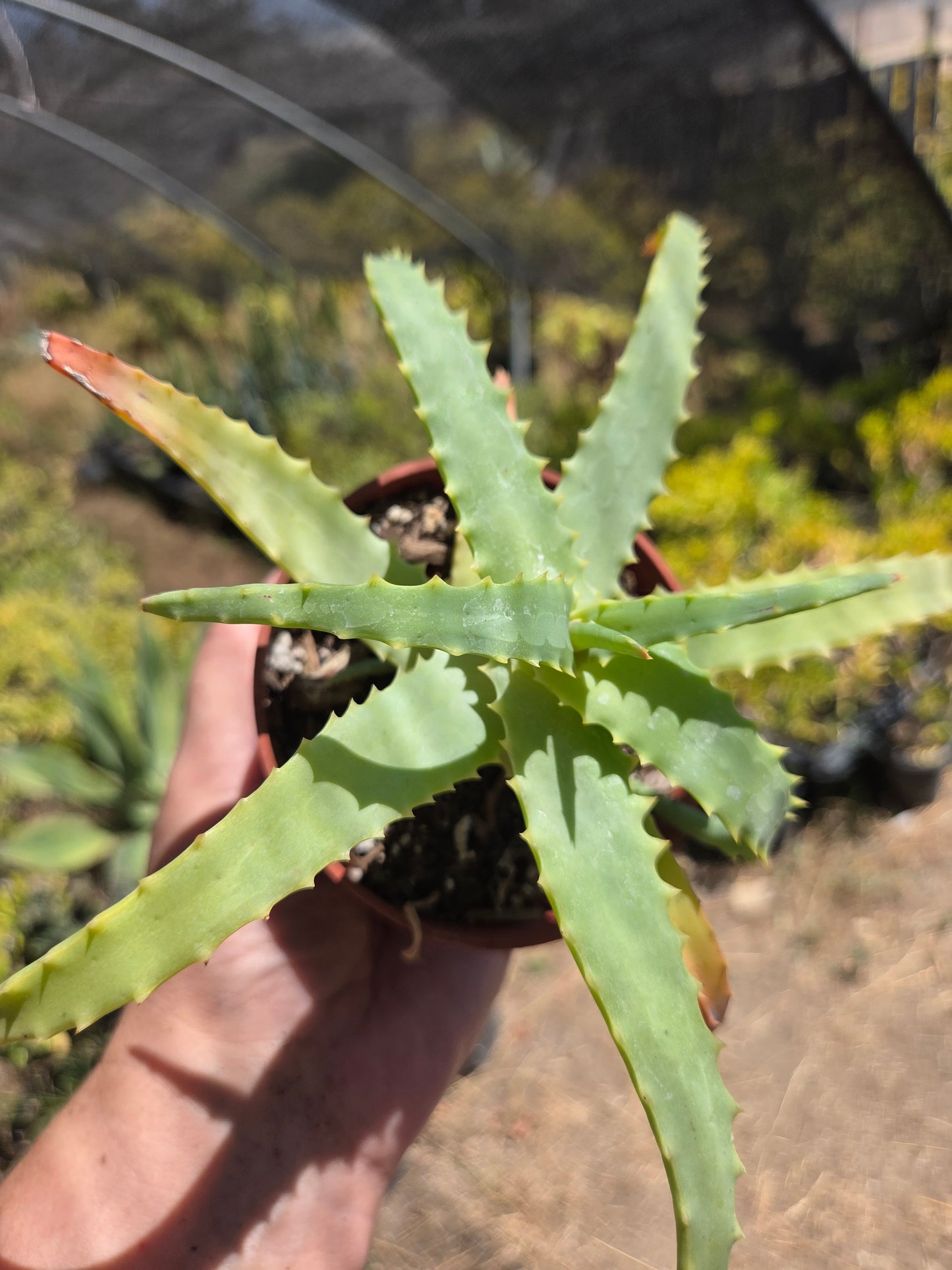Aloe Arborenscens (4" pot)