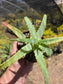 Aloe Arborenscens (4" pot)