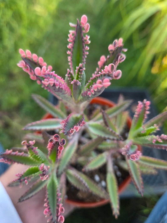 Pink Kalanchoe "Mother of Thousands"  (4" pot)Succulent plant