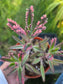 Pink Kalanchoe "Mother of Thousands"  (4" pot)Succulent plant