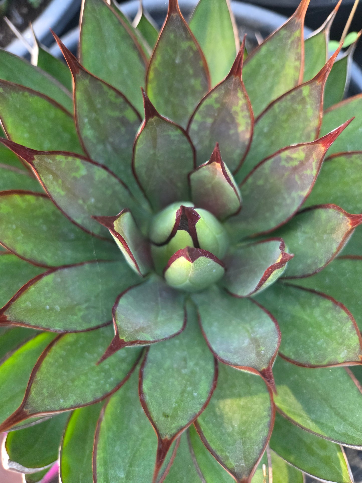 Mangave Praying Hands (3 Gal. Pot)