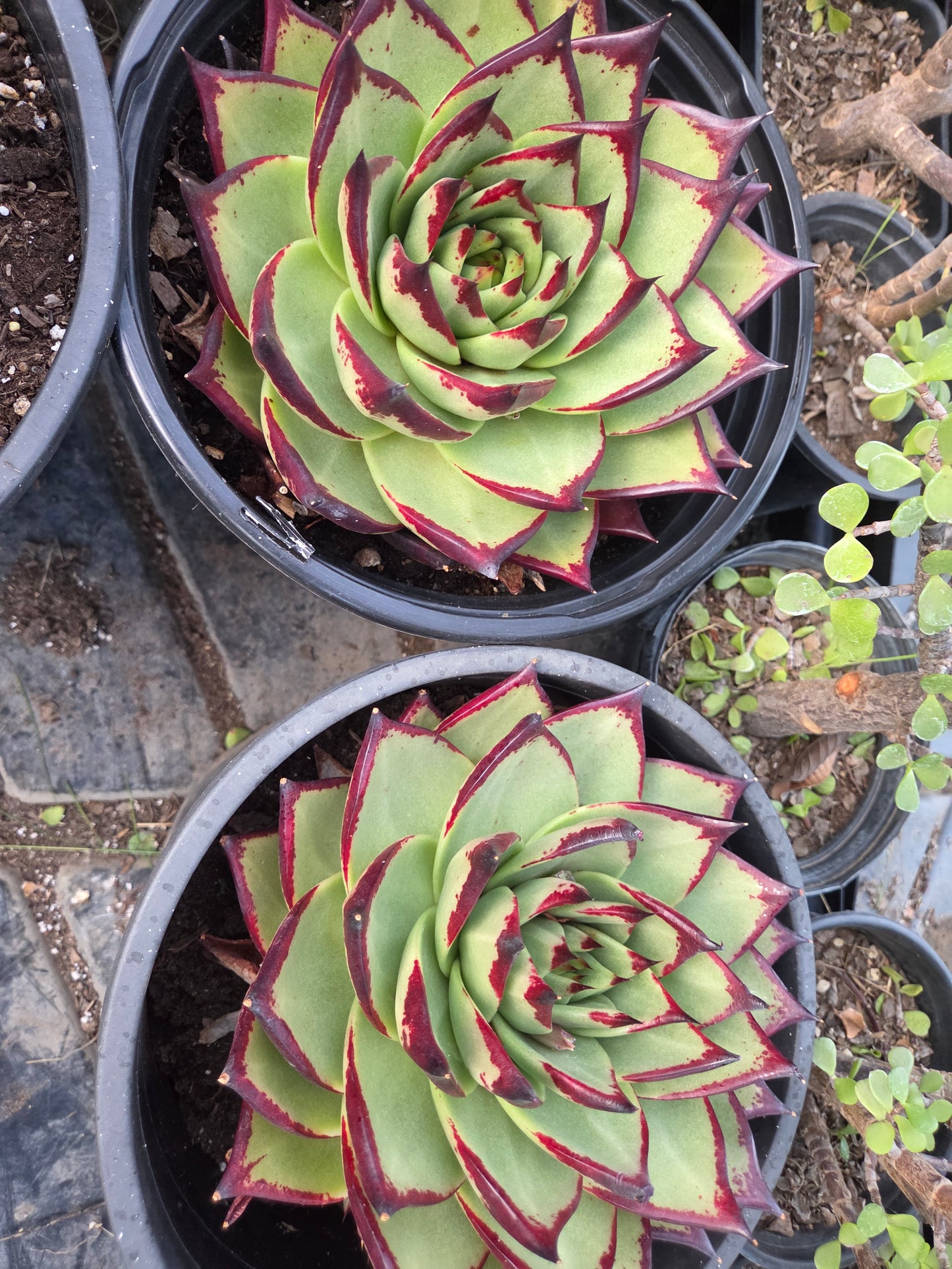 Echeveria Agavoide Ebony (3 gal. Pot)