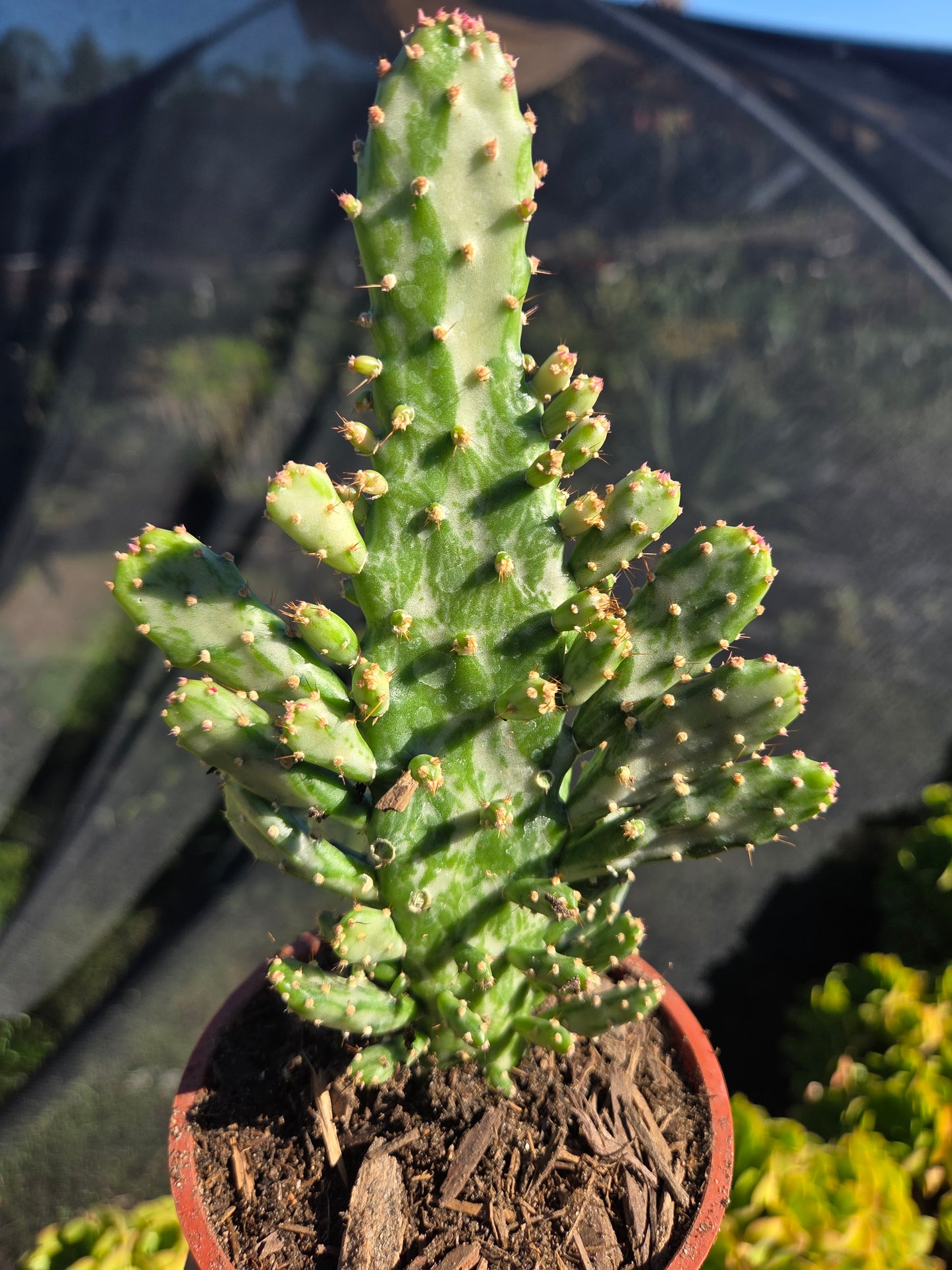 Opuntia Monacantha Variegated (4" pot)
