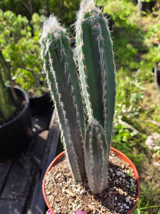 Blue Torch Cactus