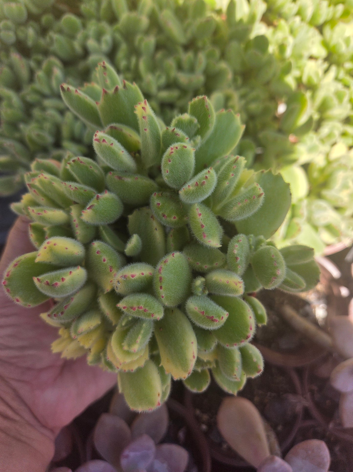 Variegated Cotyledon Tomentosa "Variegated Bear's Paw" (4" Pot)