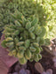 Variegated Cotyledon Tomentosa "Variegated Bear's Paw" (4" Pot)