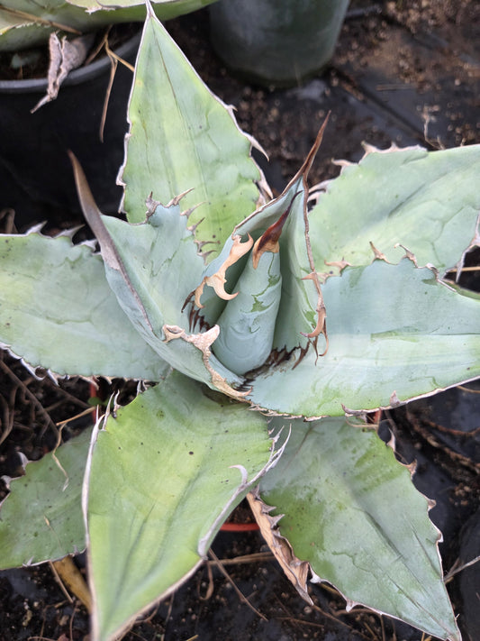 Agave Titanota "White Ice"