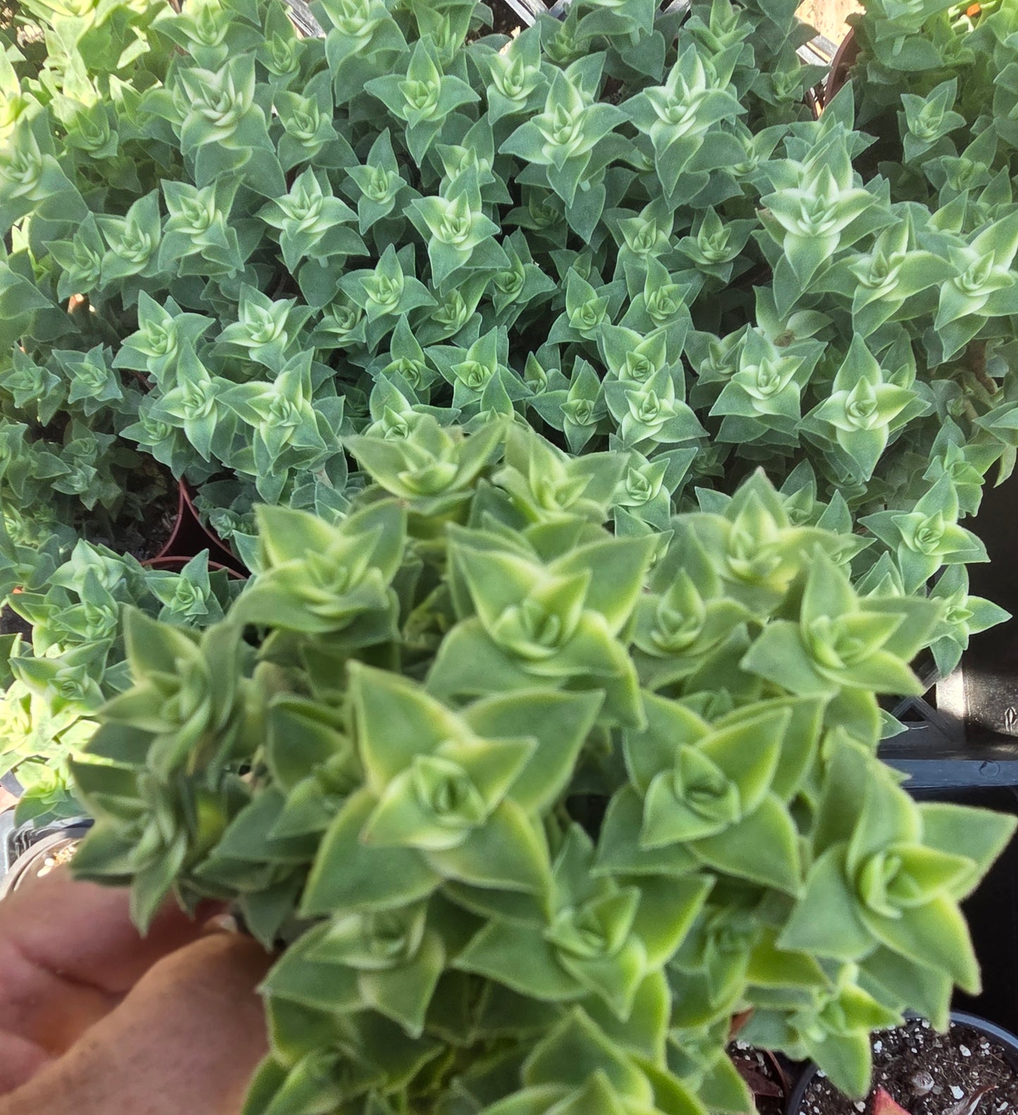 Crassula Perfolata Variegated "Strings of Bottons Variegated (4" pot) Succulent Plant
