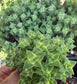Crassula Perfolata Variegated "Strings of Bottons Variegated (4" pot) Succulent Plant
