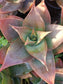 Aloe Striata Hybrid