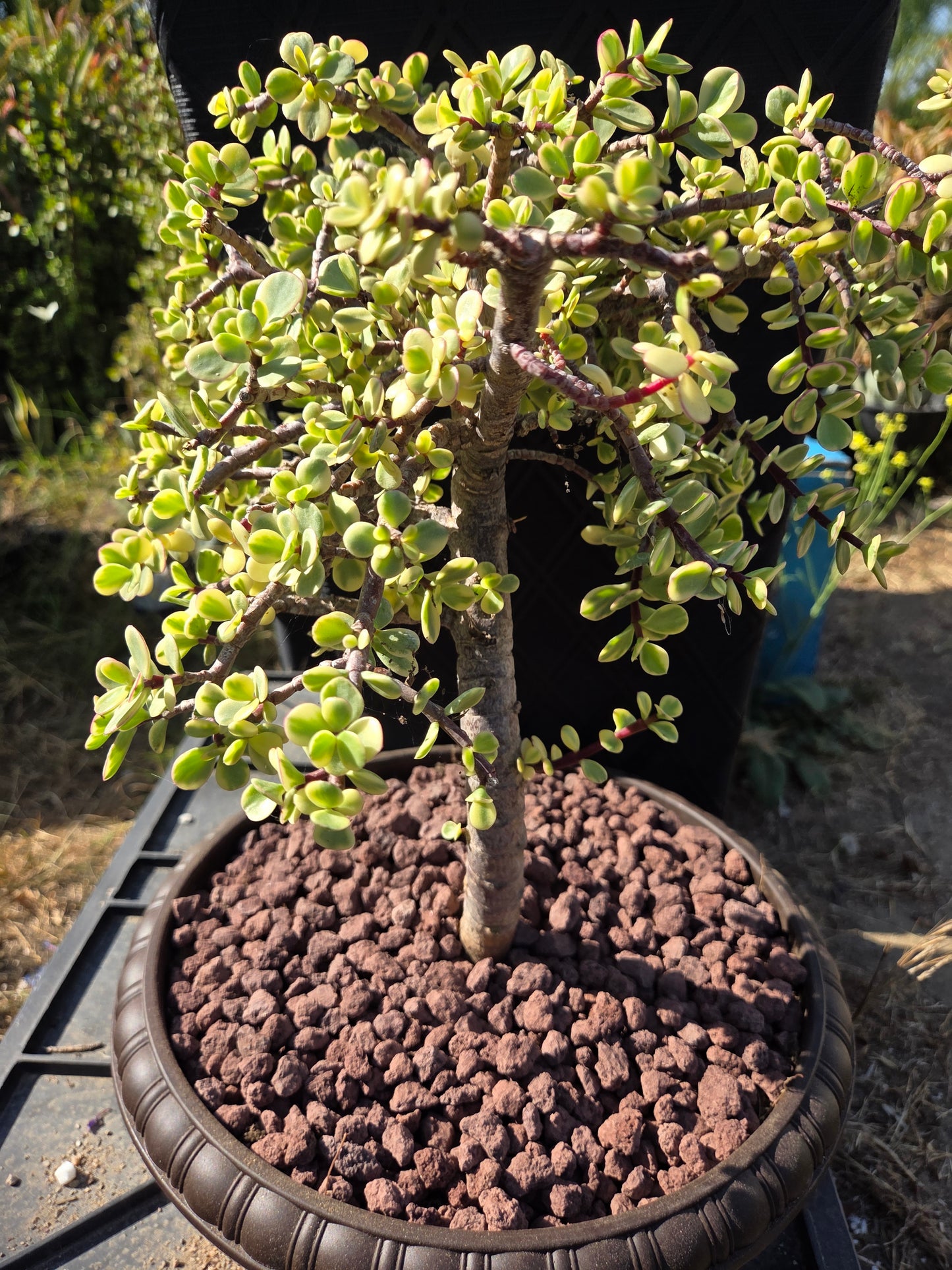 Portulacaria Afra Variegated Tree " Variegated Elephant Bush Tree" Bonsai Tree