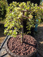 Portulacaria Afra Variegated Tree " Variegated Elephant Bush Tree" Bonsai Tree