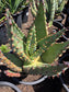 Aloe Marlothii (5 gal. Pot)
