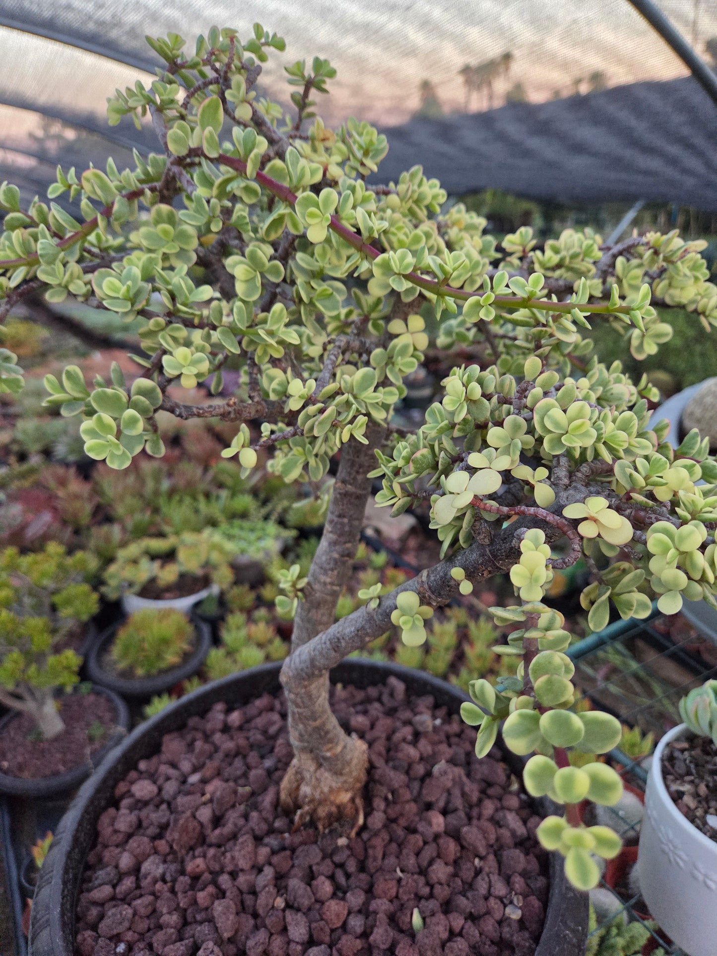 Portulacaria Afra Variegated Tree " Variegated Elephant Bush Tree" Bonsai Tree