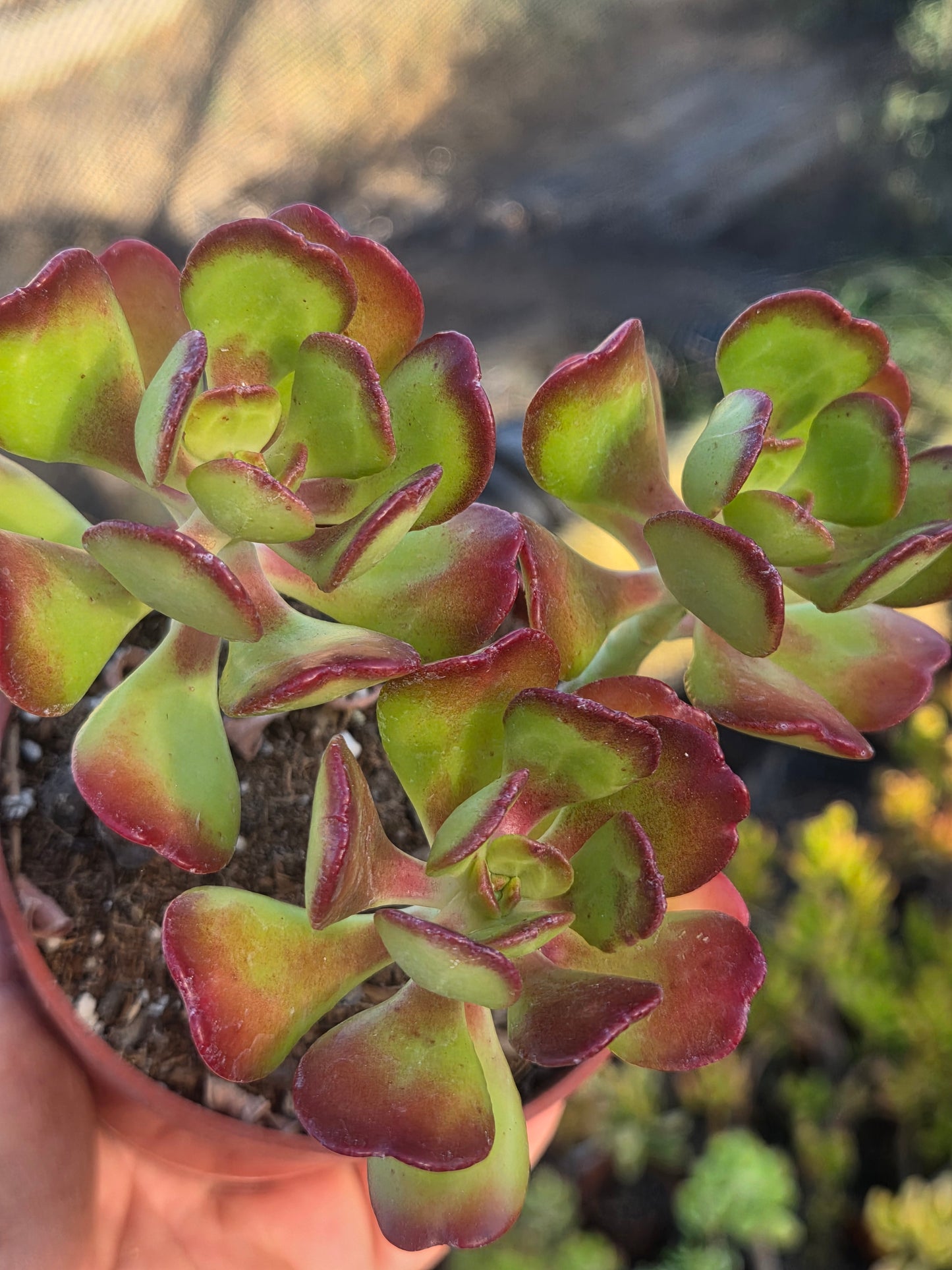 Sedum Dendroideum (4" pot)