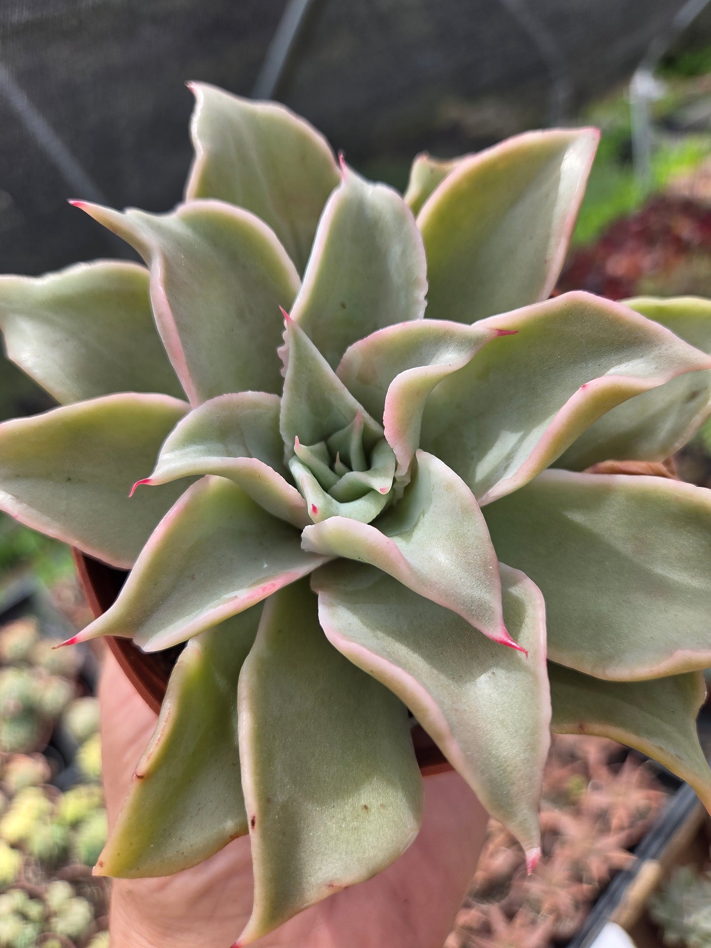 Echeveria Madiba