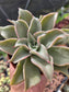 Echeveria Madiba